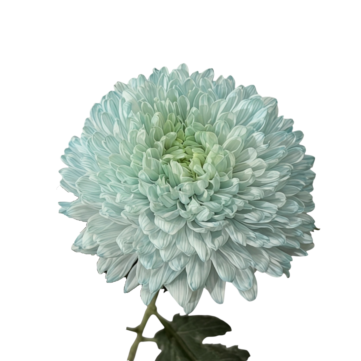 Chrysanthemum Malaysian Tinted Sea Per Stem