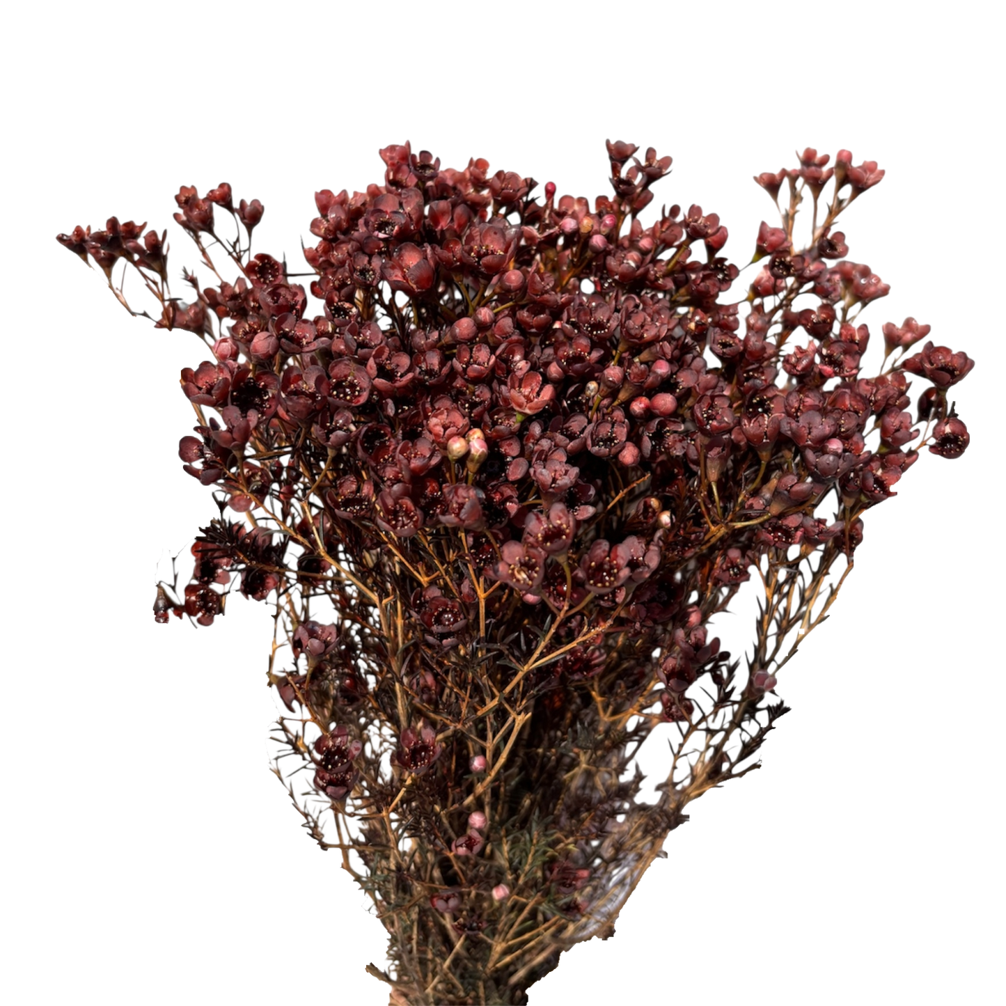 Geraldton Wax Brown Per Stem