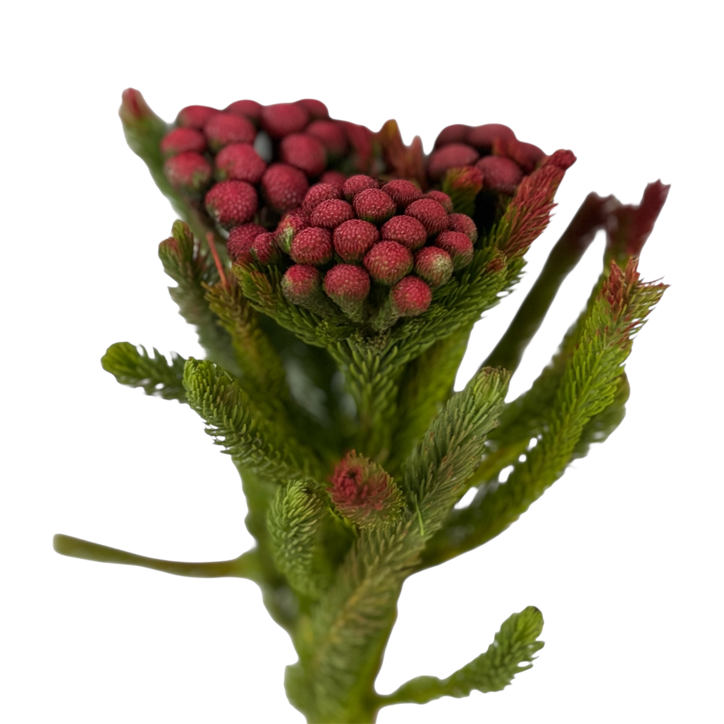 Albiflora Painted Red Per Stem