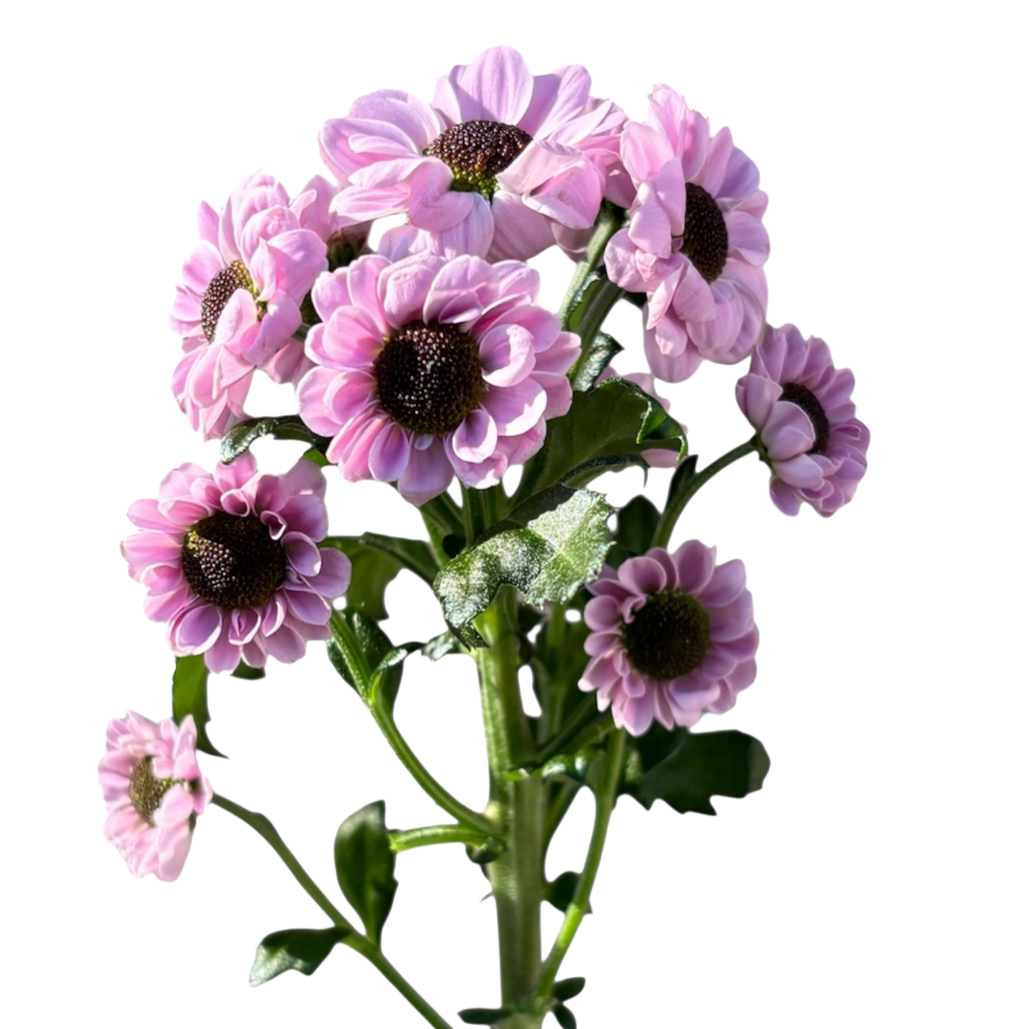 Chrysanthemum Santini Ying Yang Lilac Per Stem