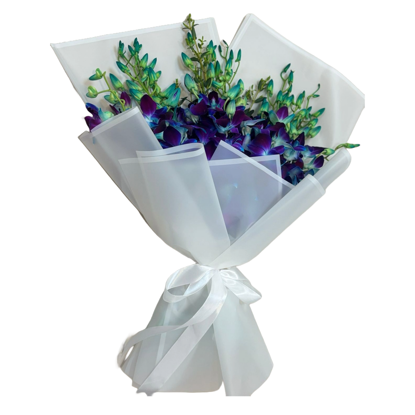 Dendrobium Galaxy 10