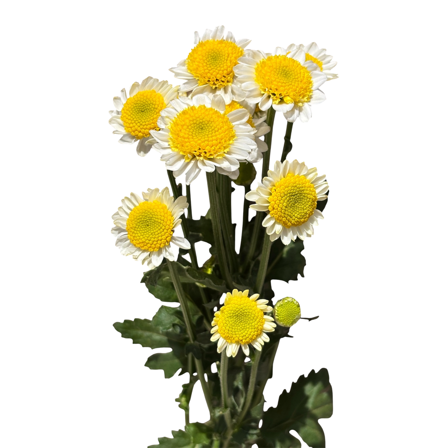 Chrysanthemum Santini Sun-up Per Stem