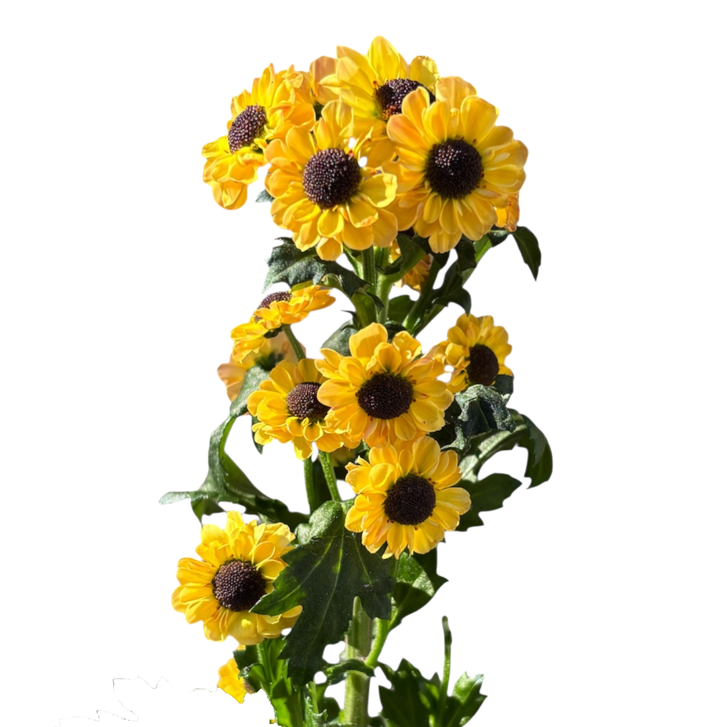 Chrysanthemum Santini Ying Yang Yellow Per Stem