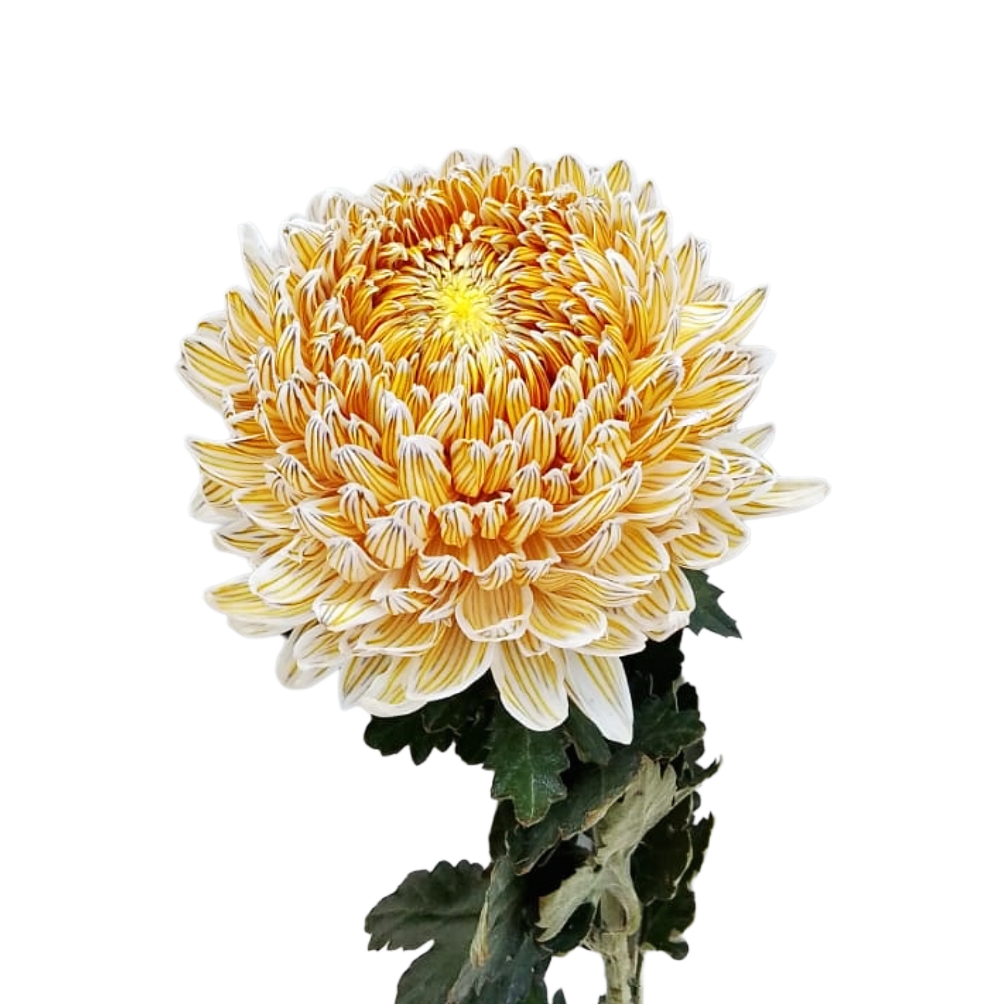 Chrysanthemum Malaysia Tinted Bronze Per Stem