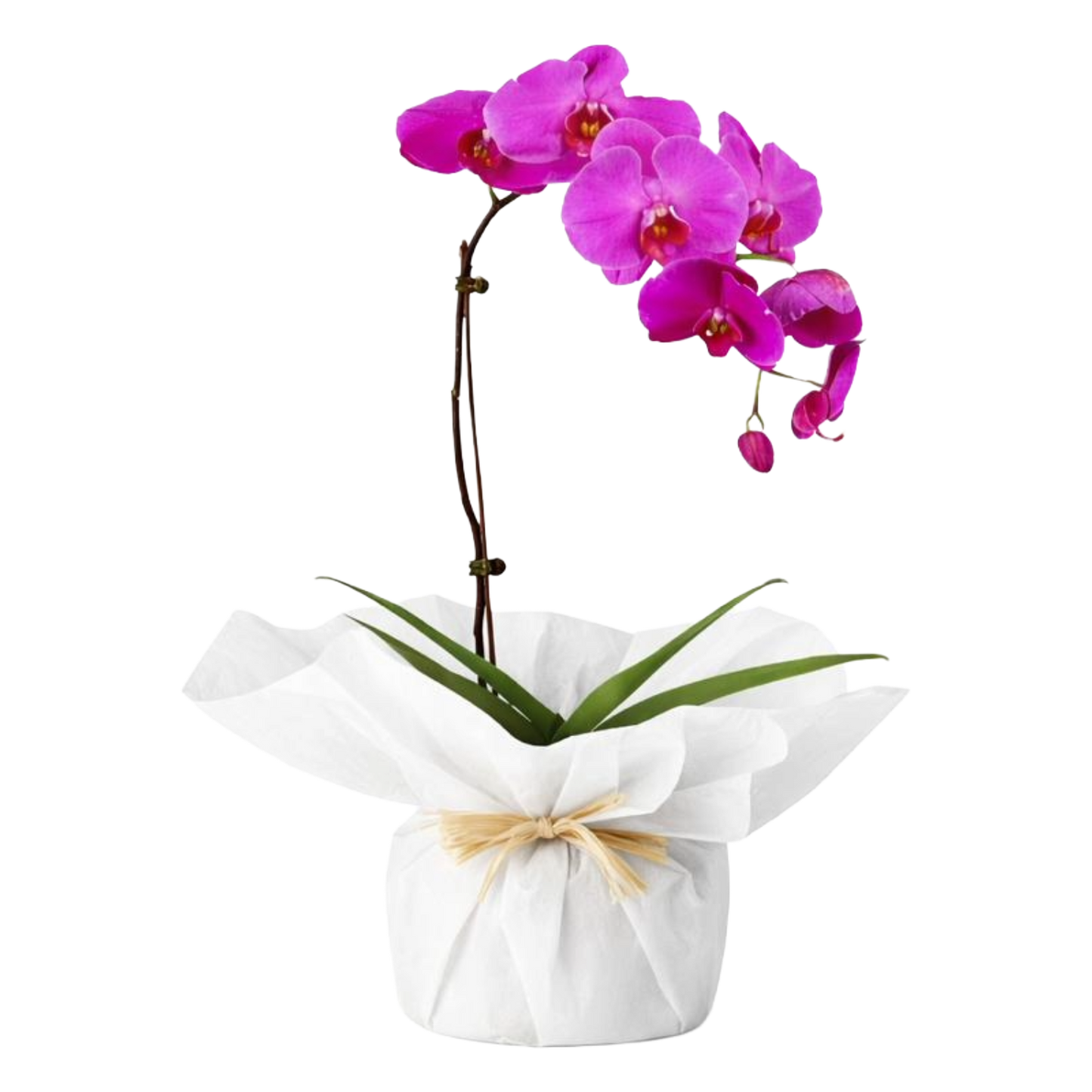 Phalaenopsis Plant Plastic Pot