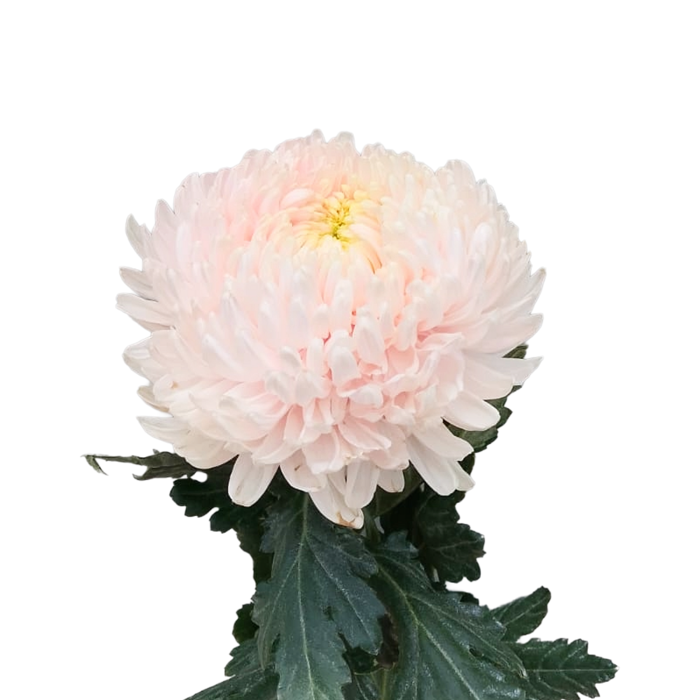 Chrysanthemum Malaysia Light Pink Per Stem