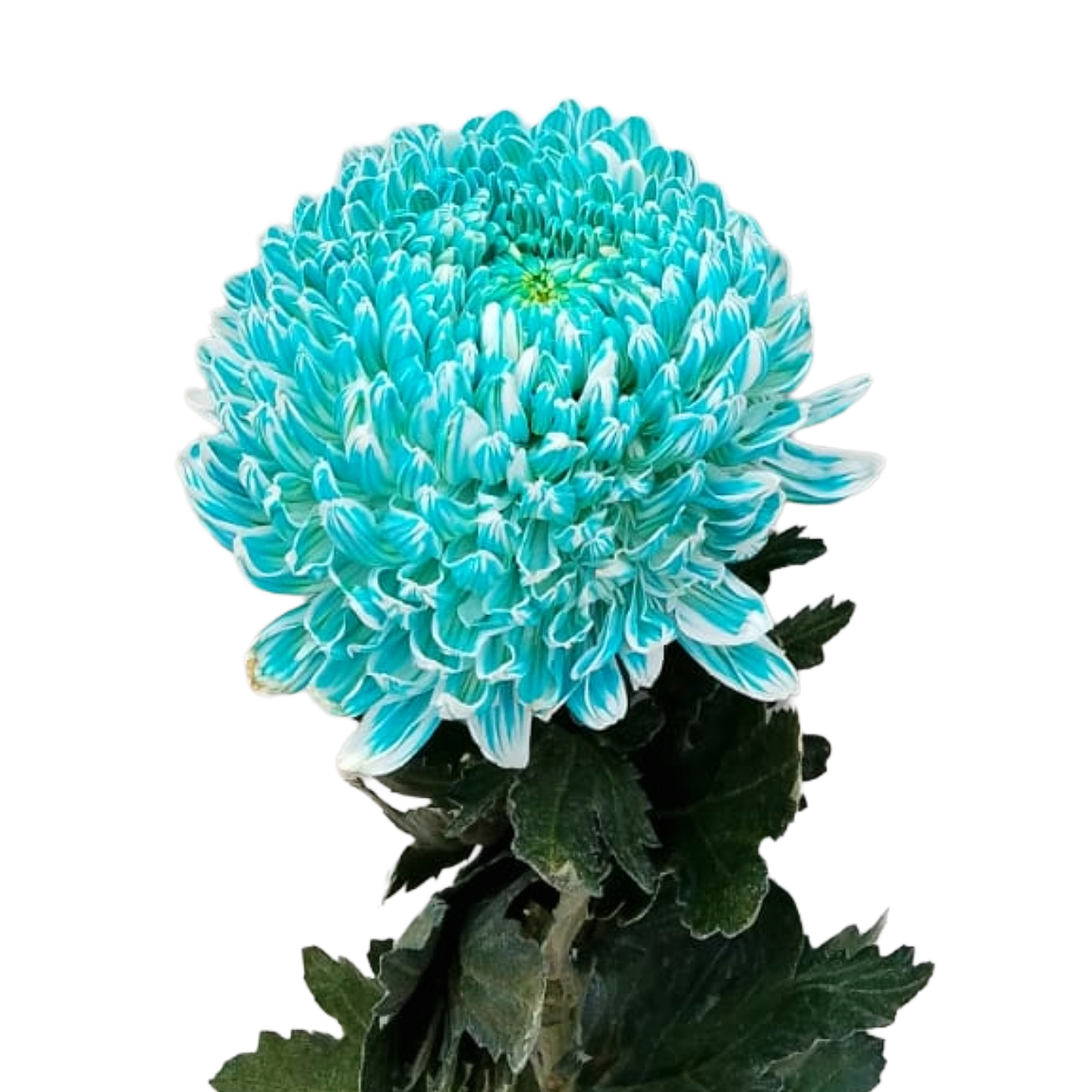 Chrysanthemum Malaysia Aqua Per Stem