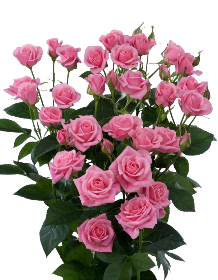 Spray Rose Eileen Per Stem