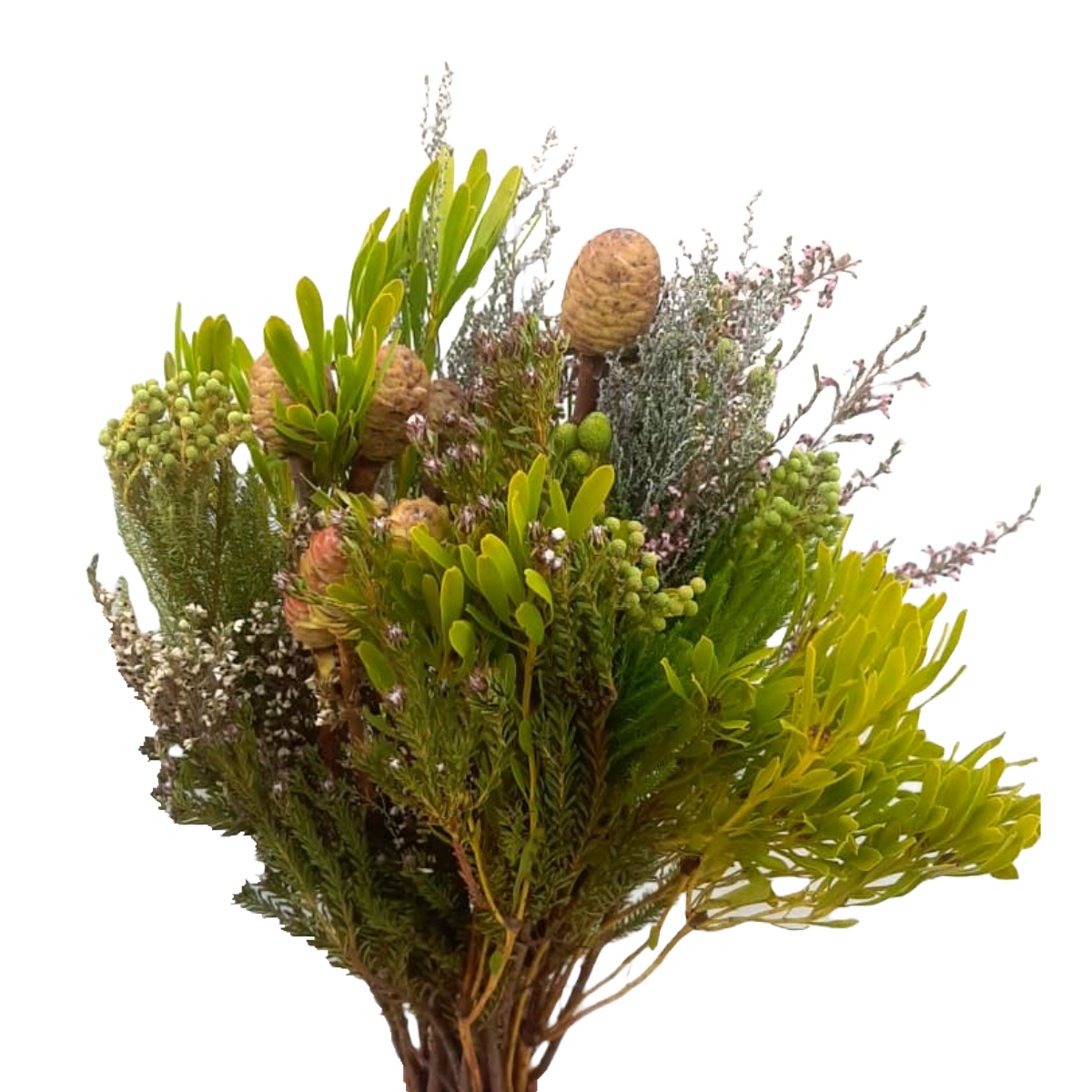 Cape Mix Bunch Per Stem
