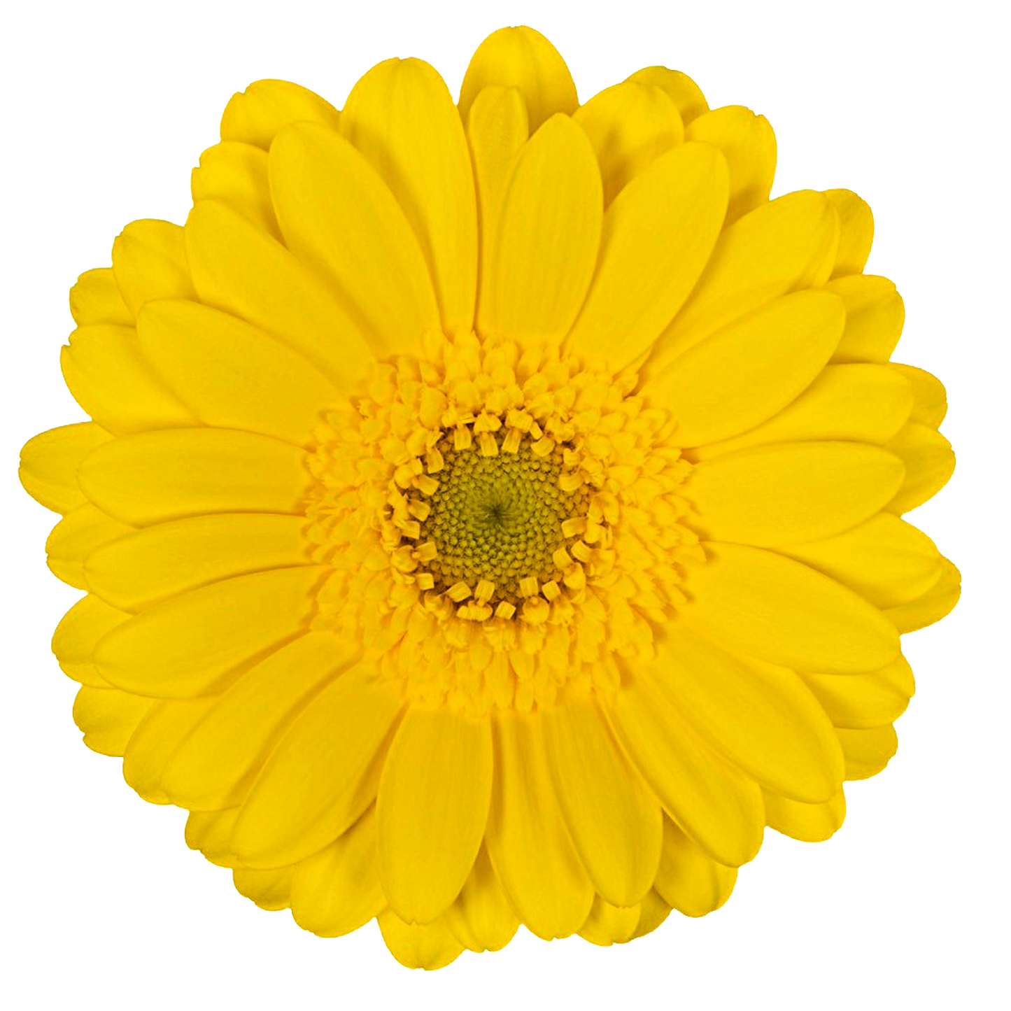 Gerbera Mini Moreno Per Stem