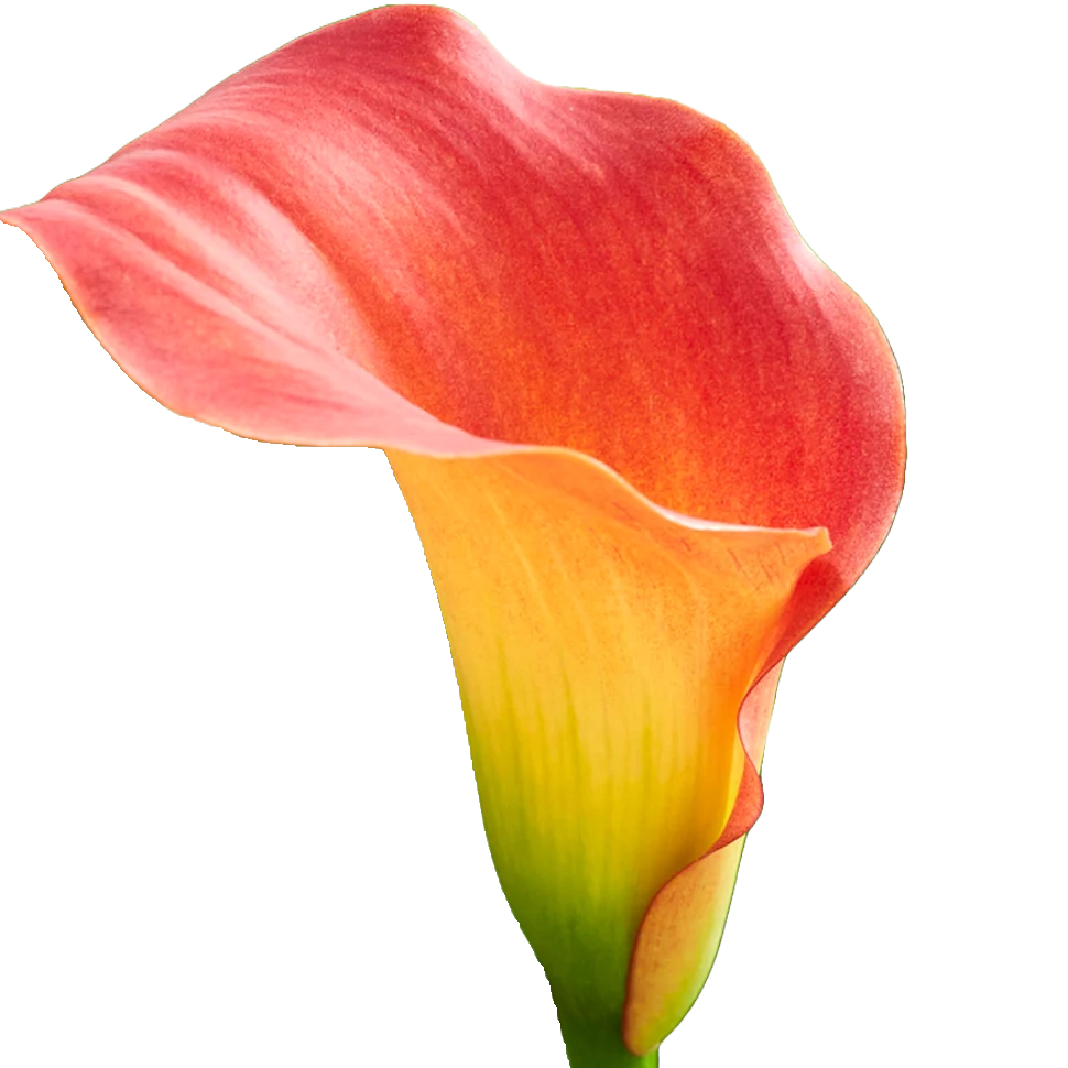 Calla Lily Orange Per Stem