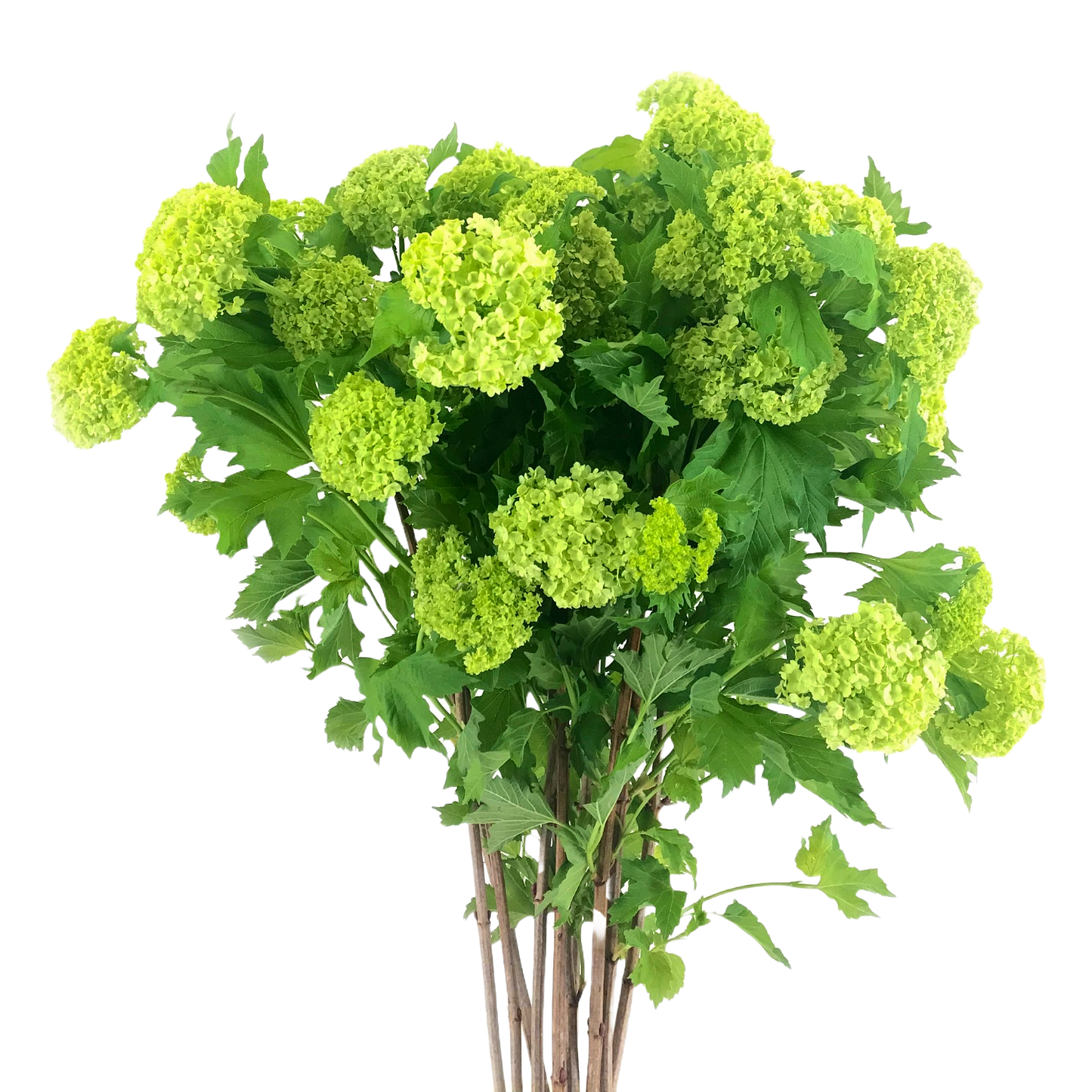 Viburnum Roseum Per Stem