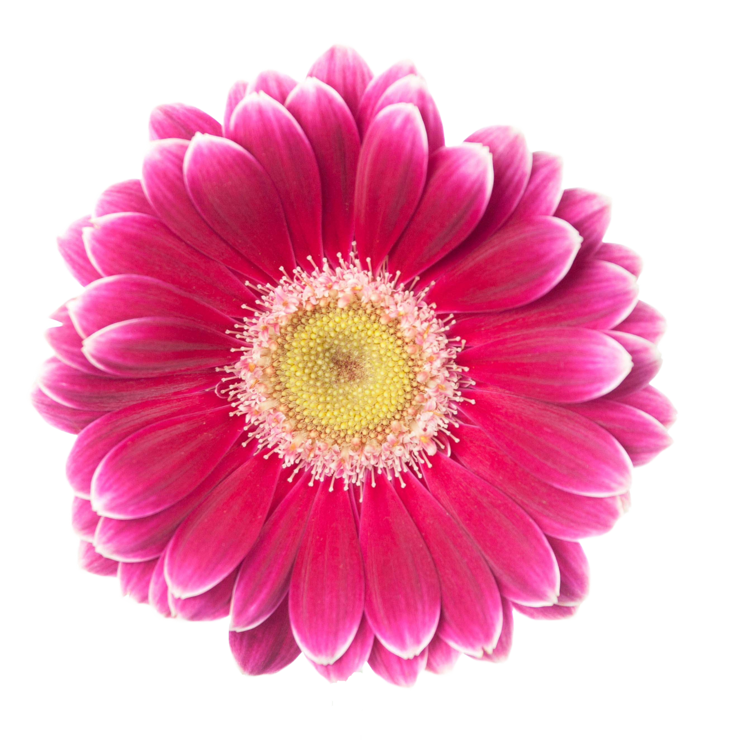 Gerbera Twiggy Per Stem