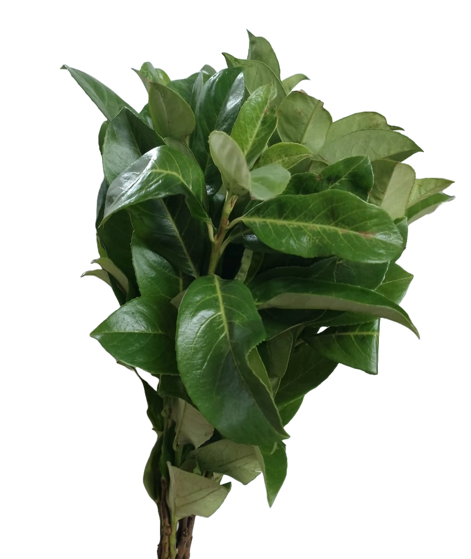 Viburnum Tinus Per Stem