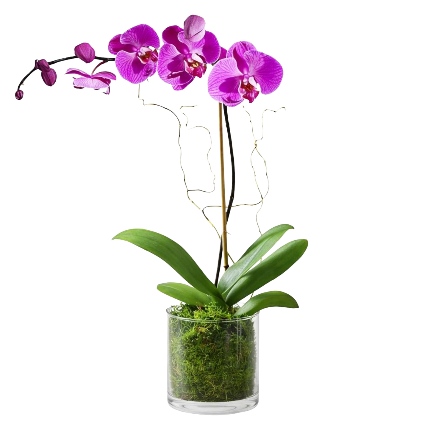 Phalaenopsis Plant in Glass Vase