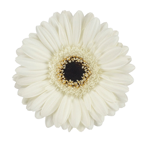 Gerbera Mini Lido Per Stem