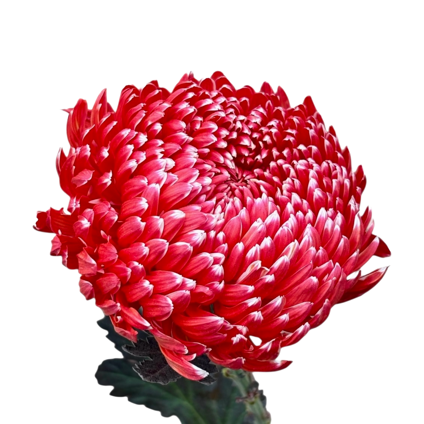 Chrysanthemum Tinted Crimson Bloom Per Stem