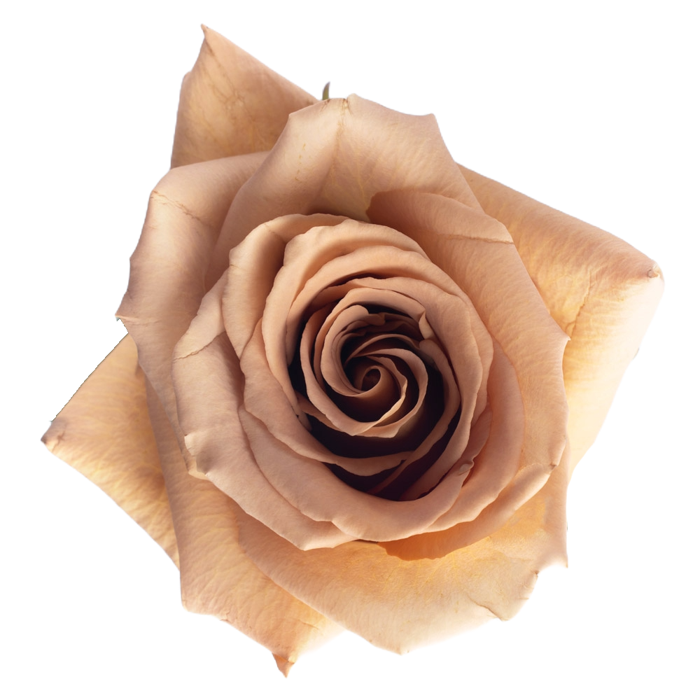 Rose Toffee Per Stem