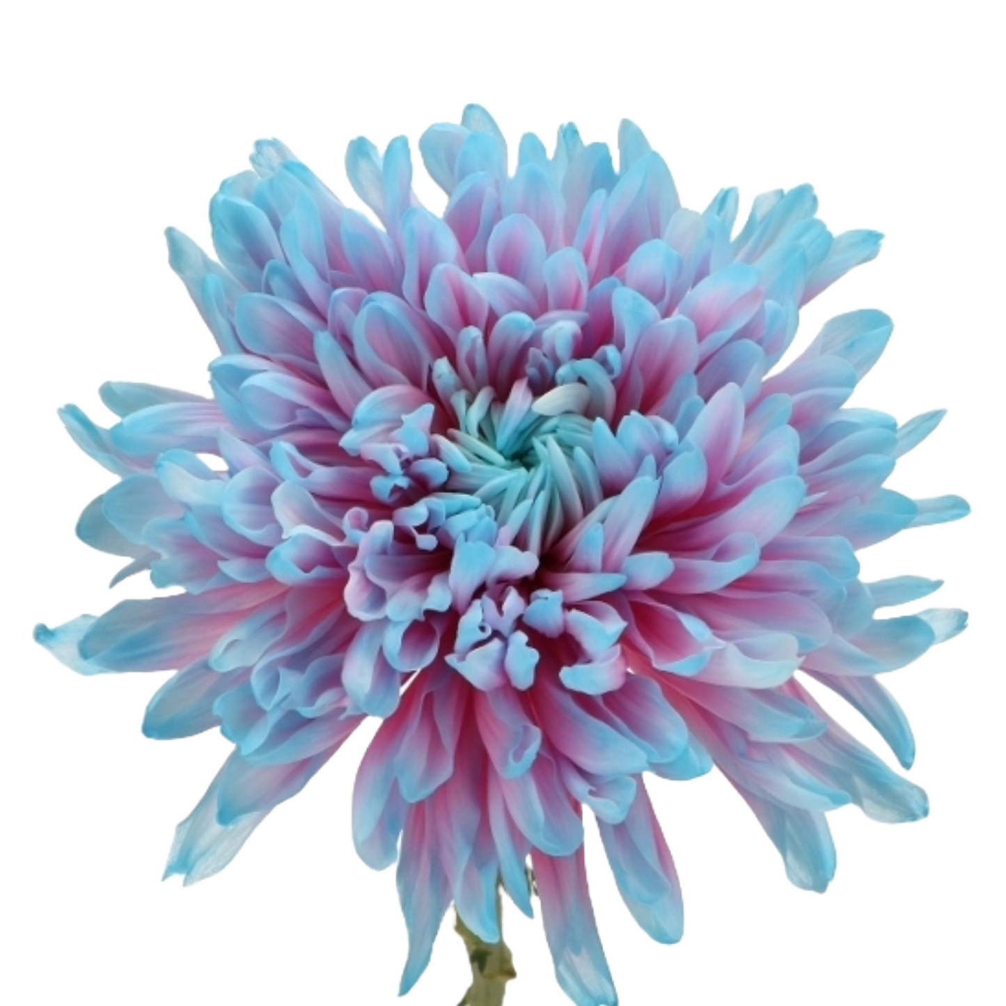 Chrysanthemum Bubblegum (Big Head) Per Stem