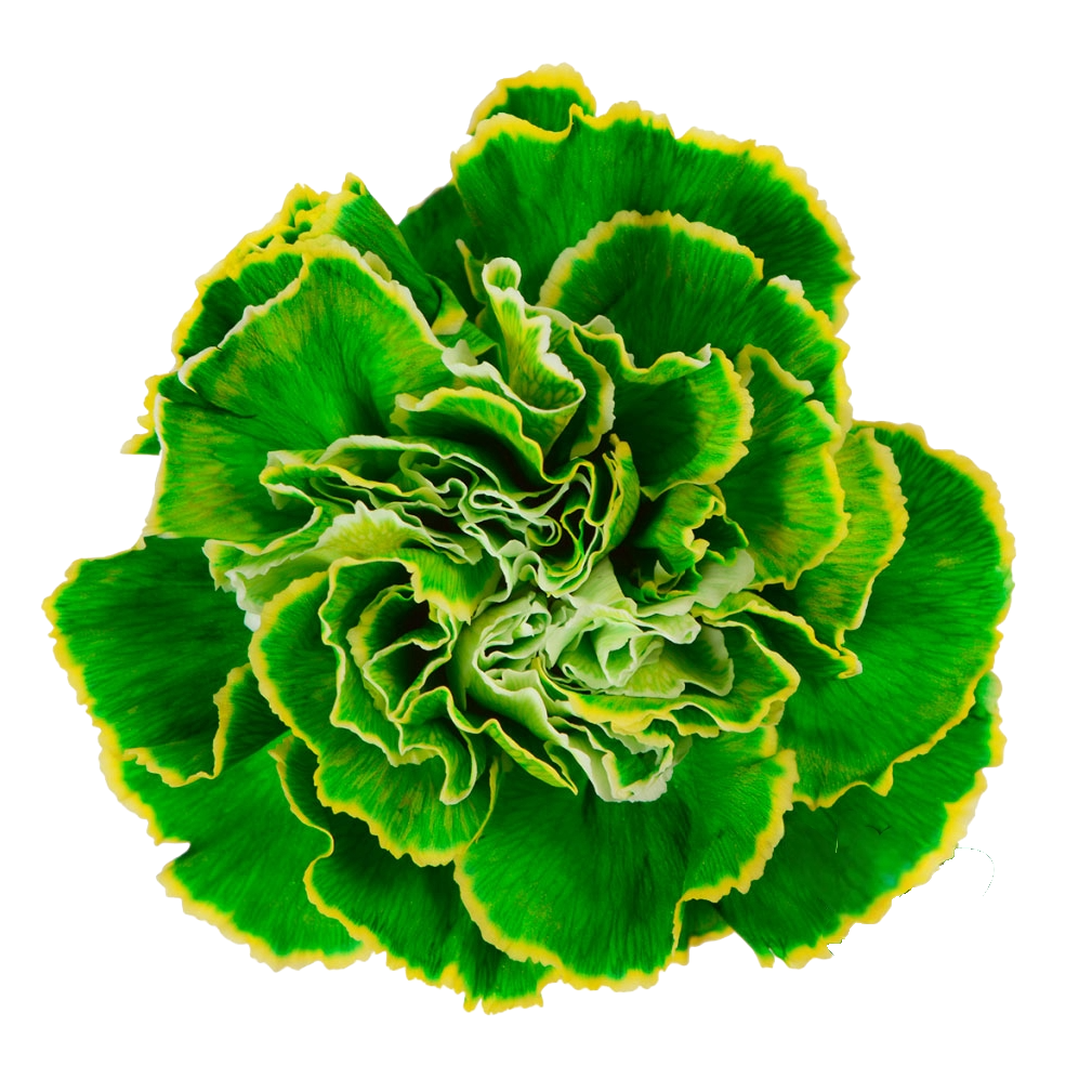 Carnation Painted Lime Per Stem