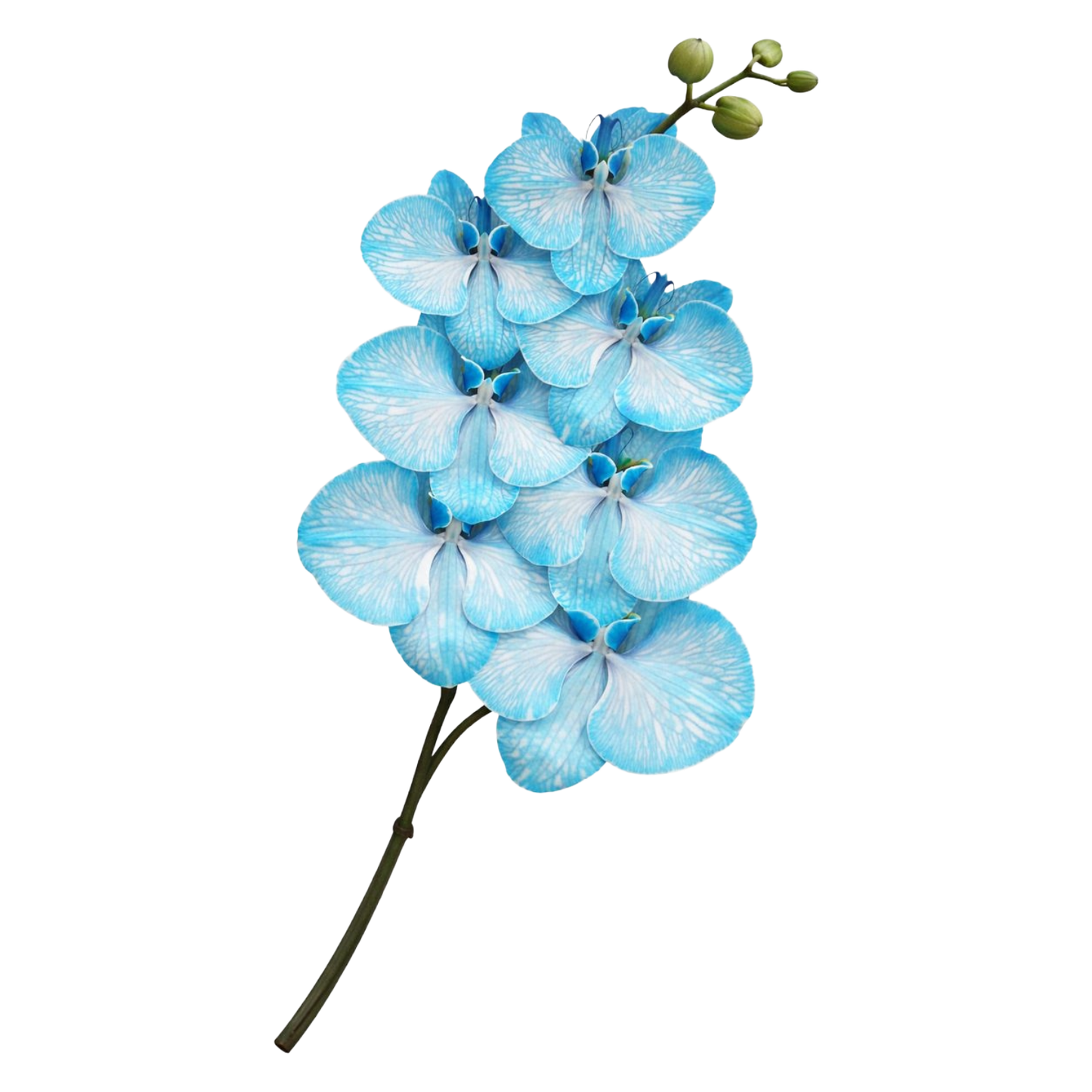 Phalaenopsis Blue Per Stem