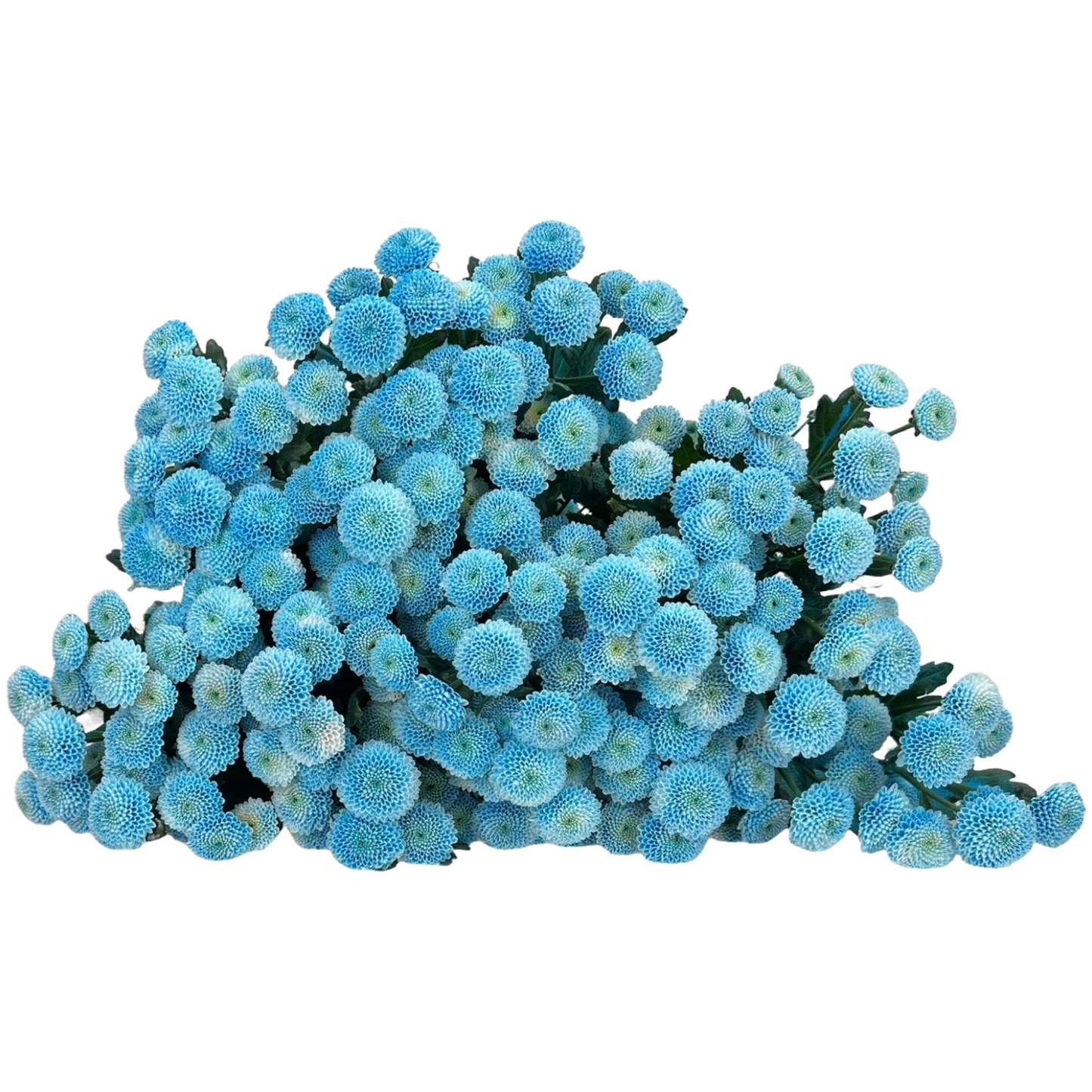 Chrysanthemum Santini Dusty Blue Per Stem