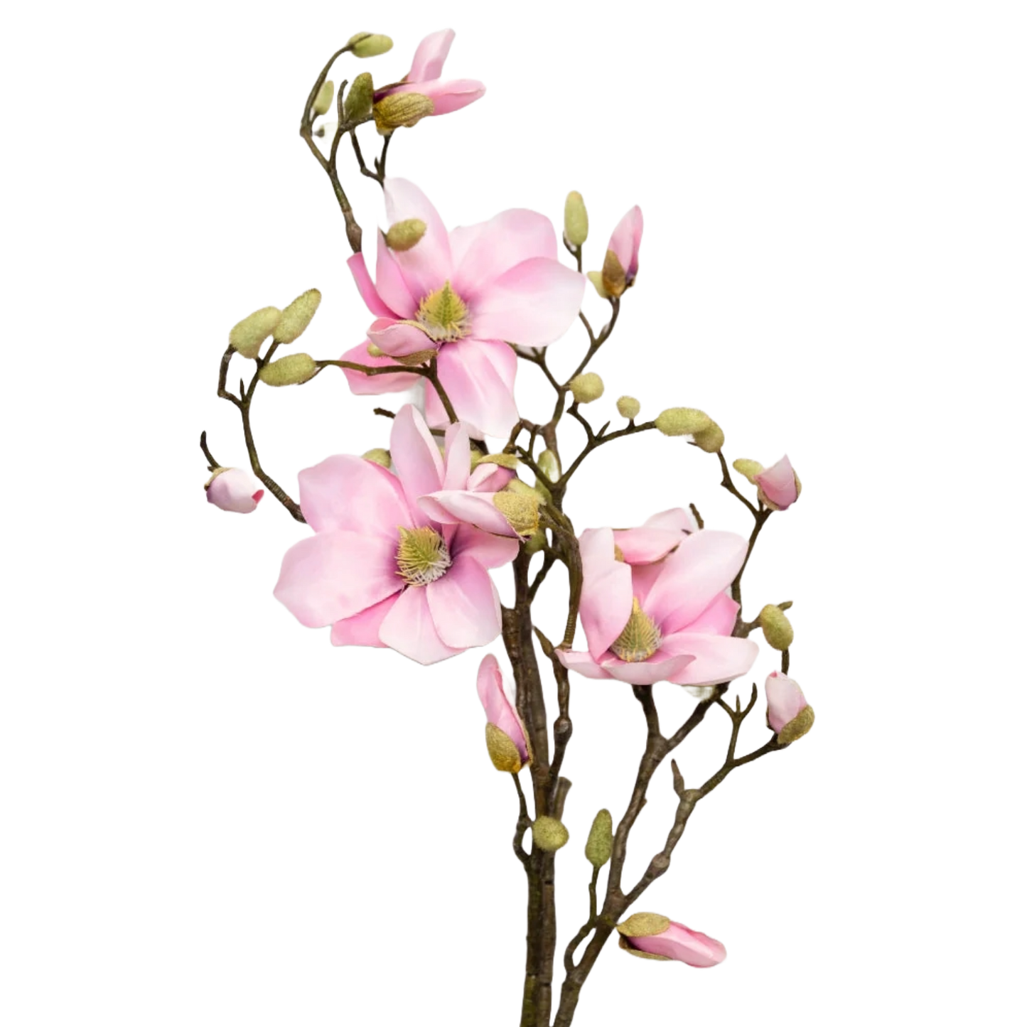 Magnolia Pink per stem