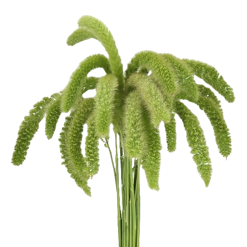 Setaria Green per Stem