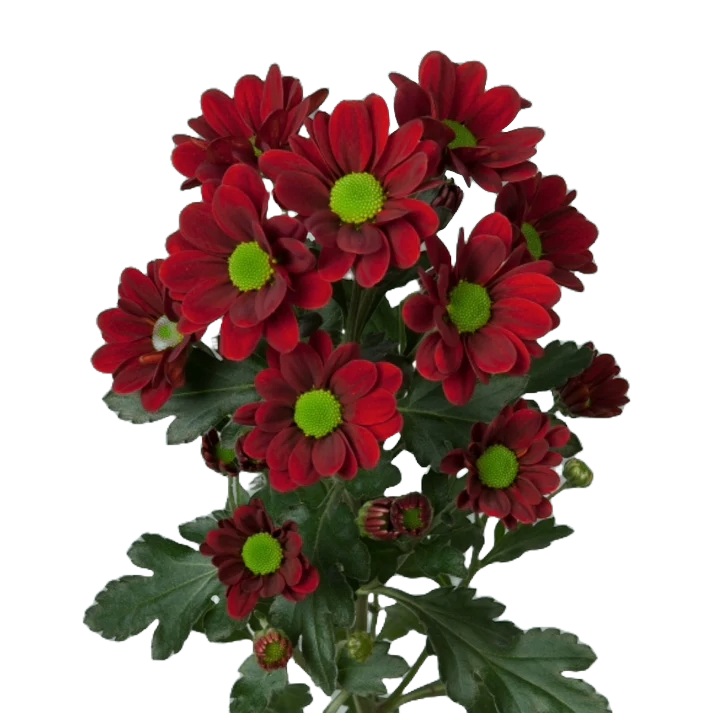 Chrysanthemum Santini Adore Per Stem