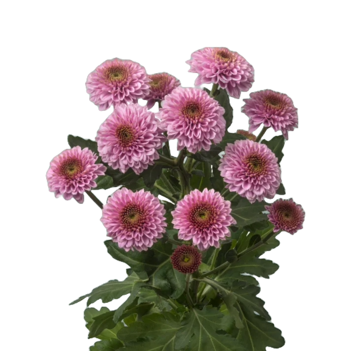 Chrysanthemum Santini Doria Light Pink Per Stem