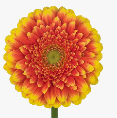 Gerbera Franky Per Stem