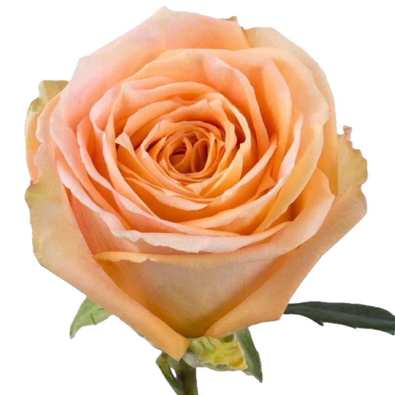 Rose Shukrani Per Stem