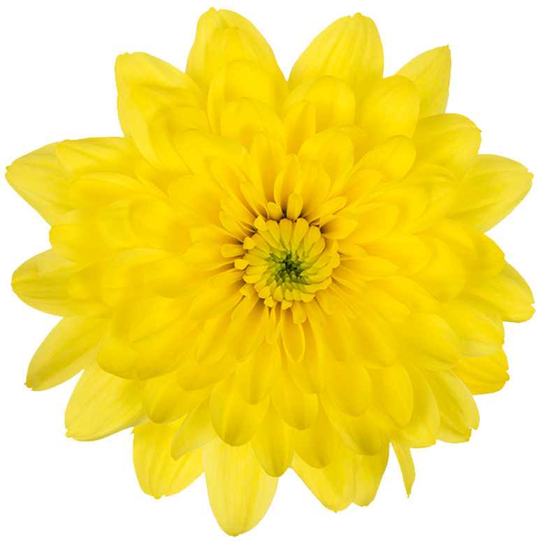 Chrysanthemum Sprays Pina Colada Yellow Per Stem