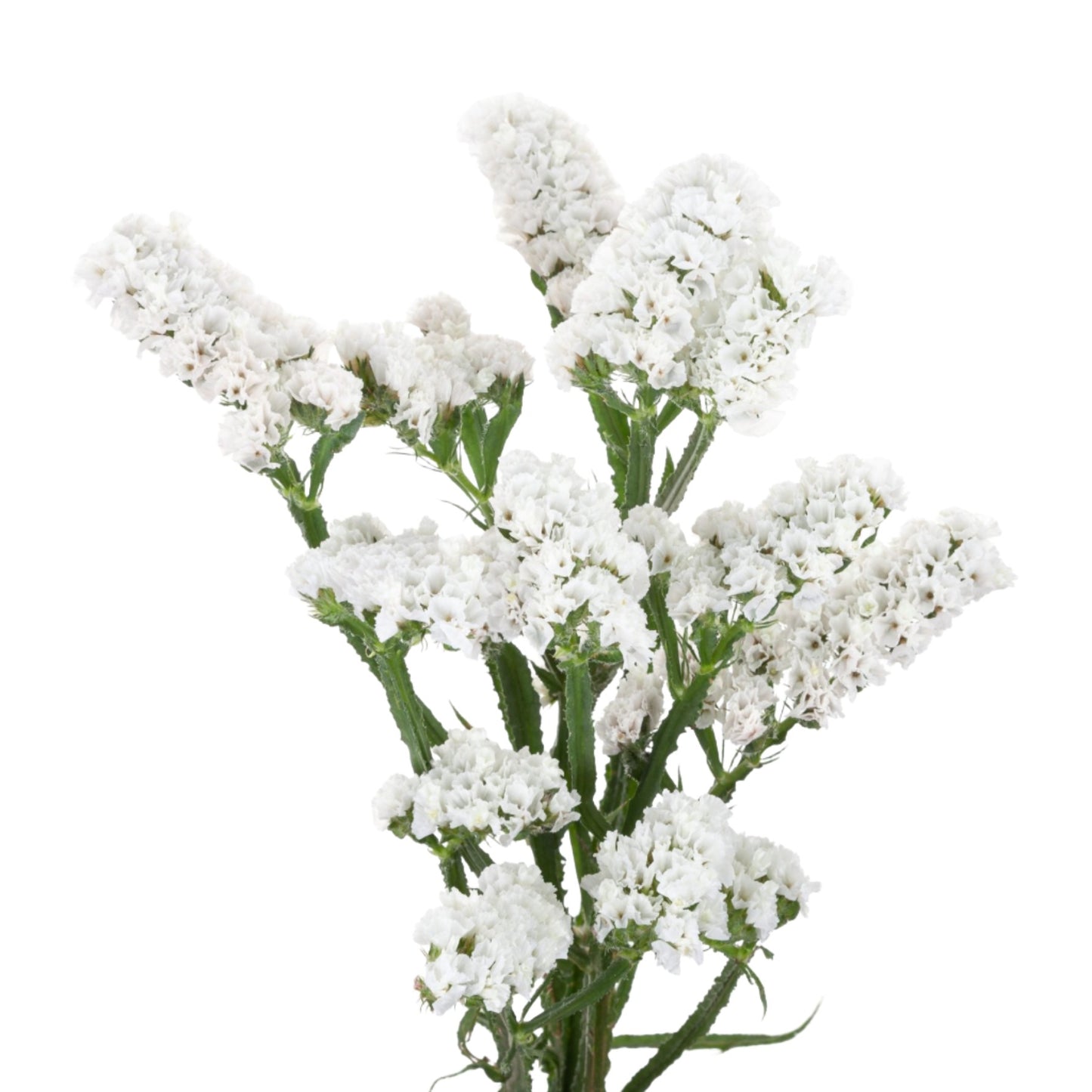 Statice White Per Stem
