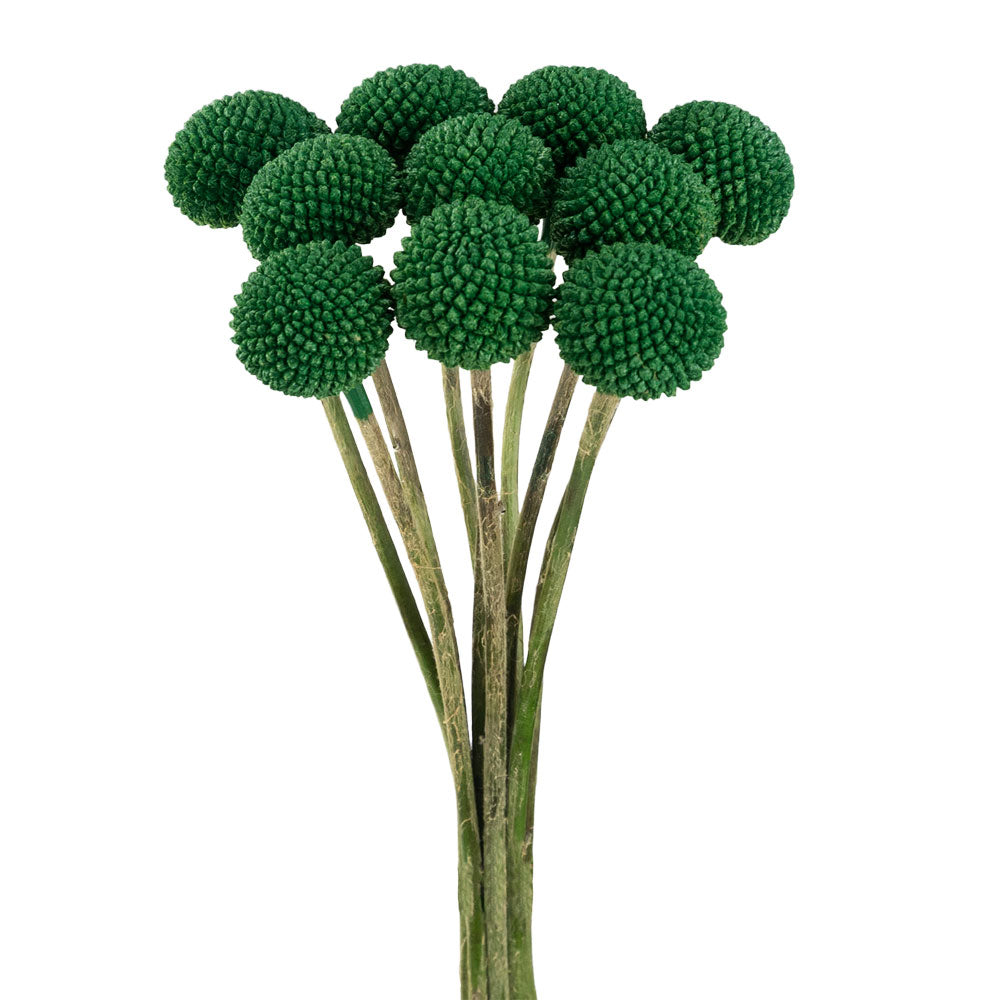 Craspedia Dyed Green Per Stem