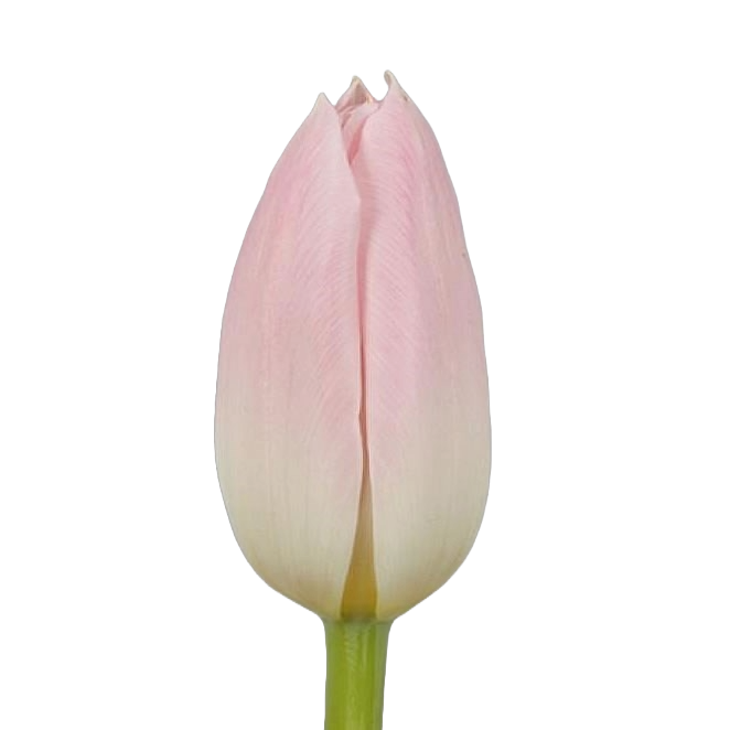 Tulip Pink Per Stem
