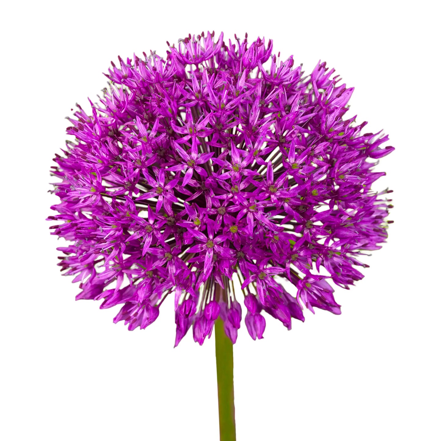 Allium Purple Per Stem