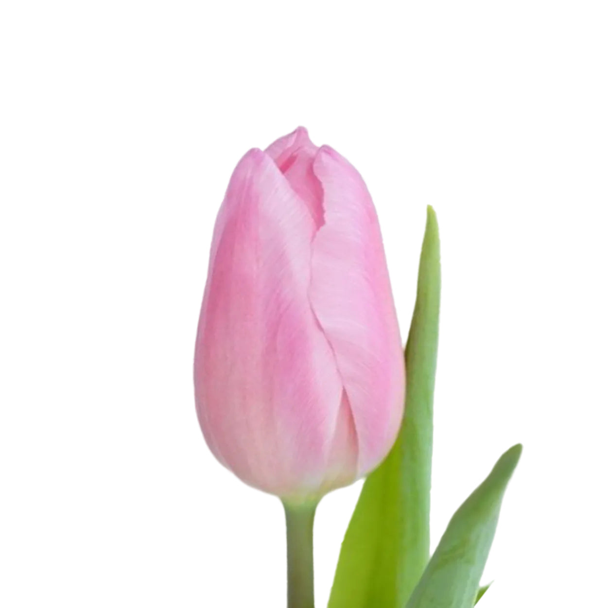 Tulip Single Aafke Per Stem