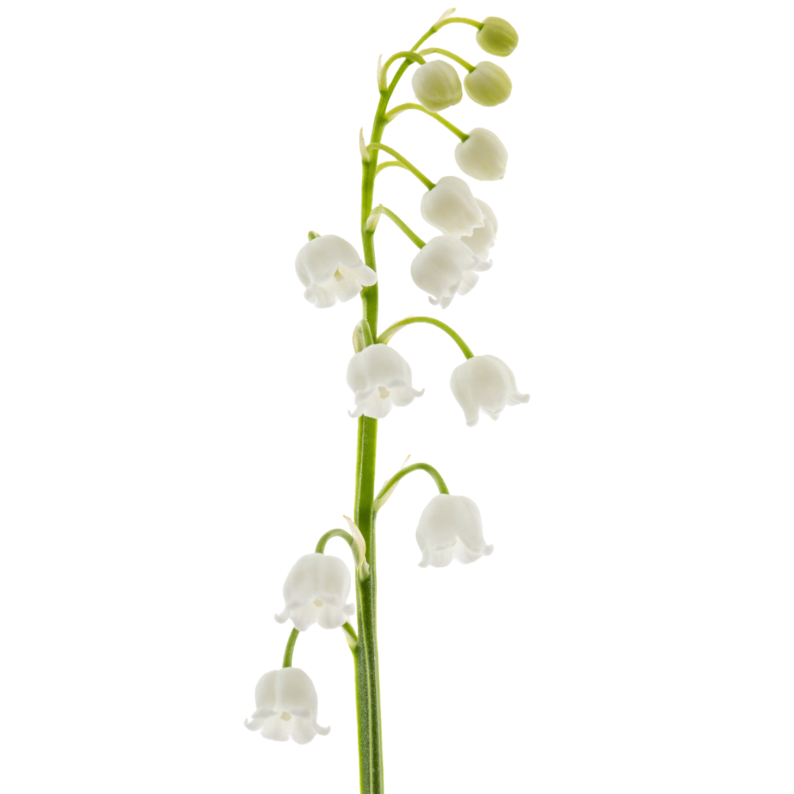 Lily Of The Valley Per Stem