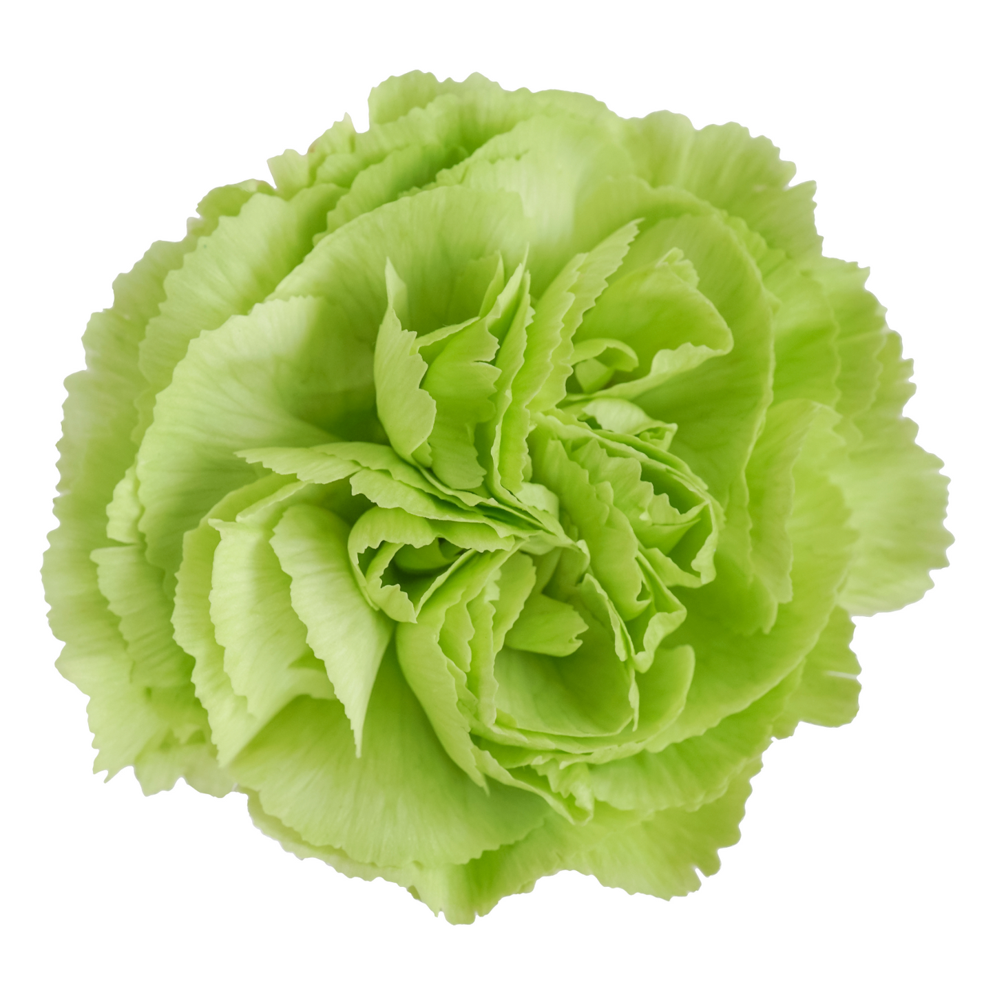 Carnation Green Per Stem