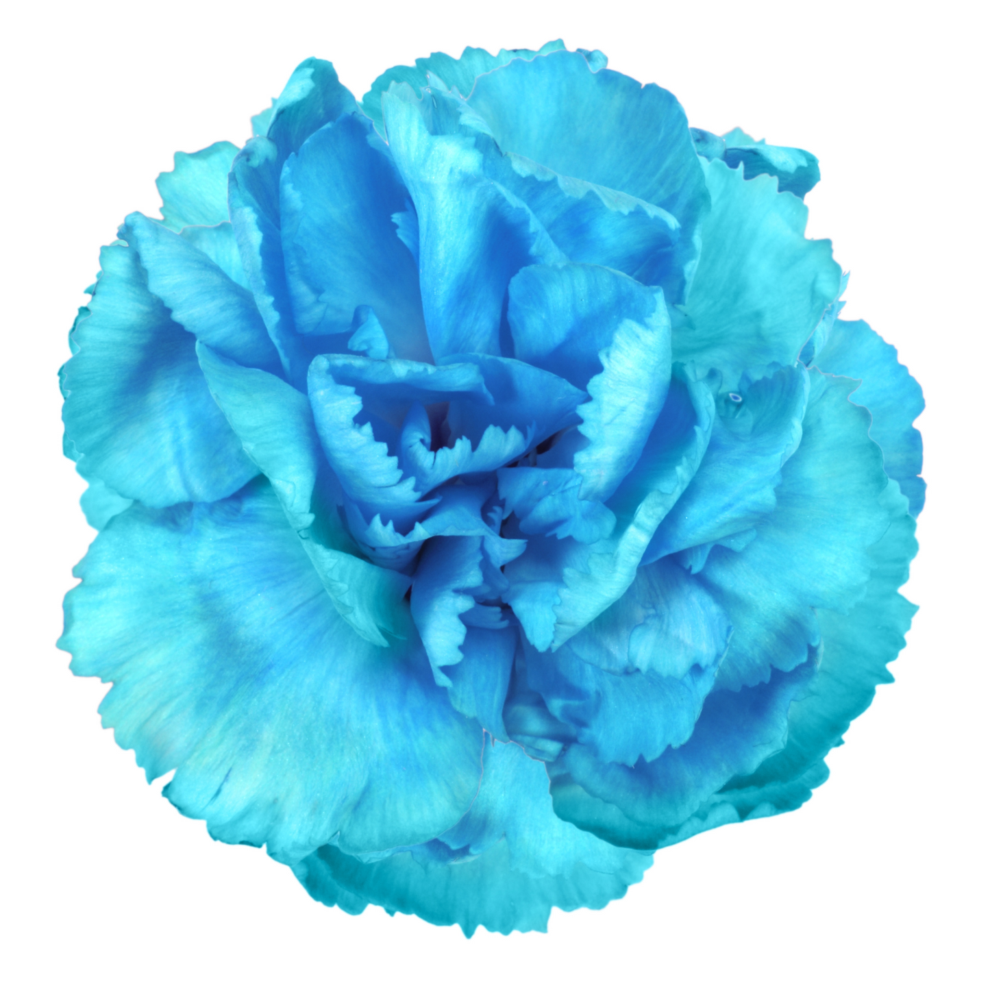 Carnation Turquoise Per Stem