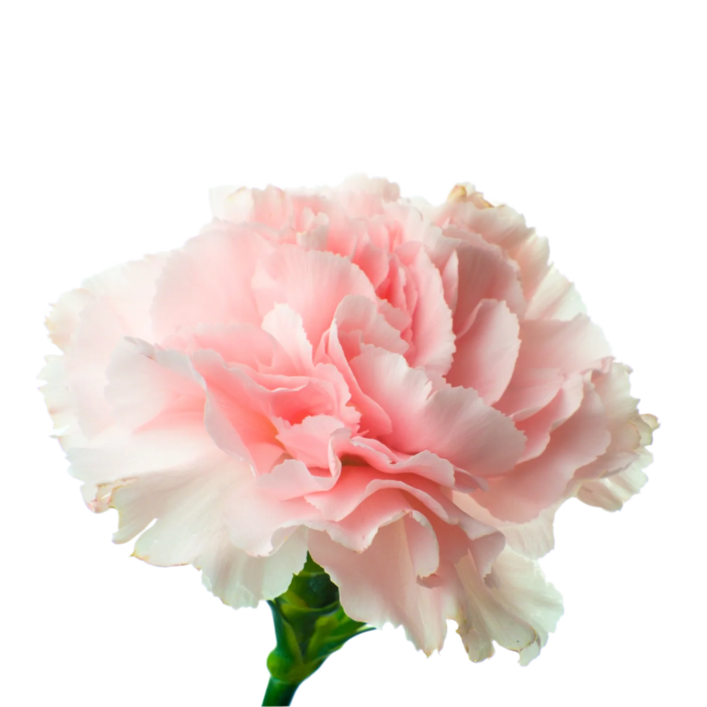 Carnation Pink Montezuma Per Stem