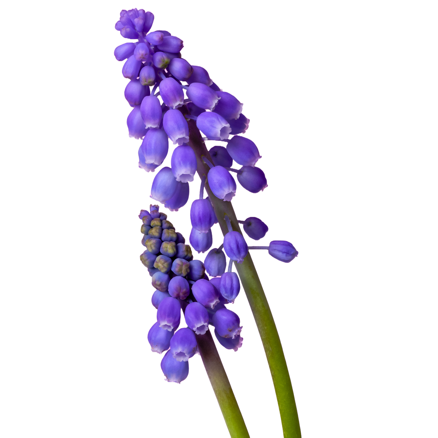 Muscari Per Stem