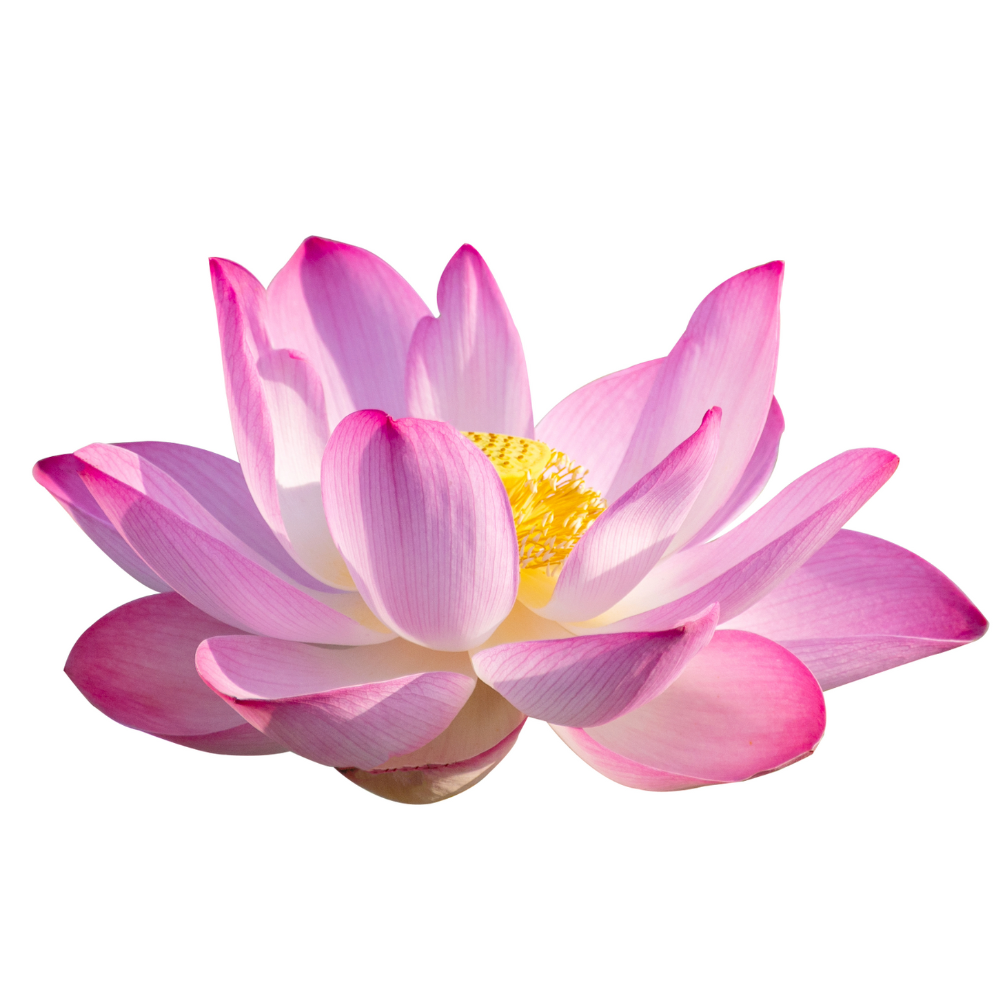 Lotus Flower Pink Per Stem