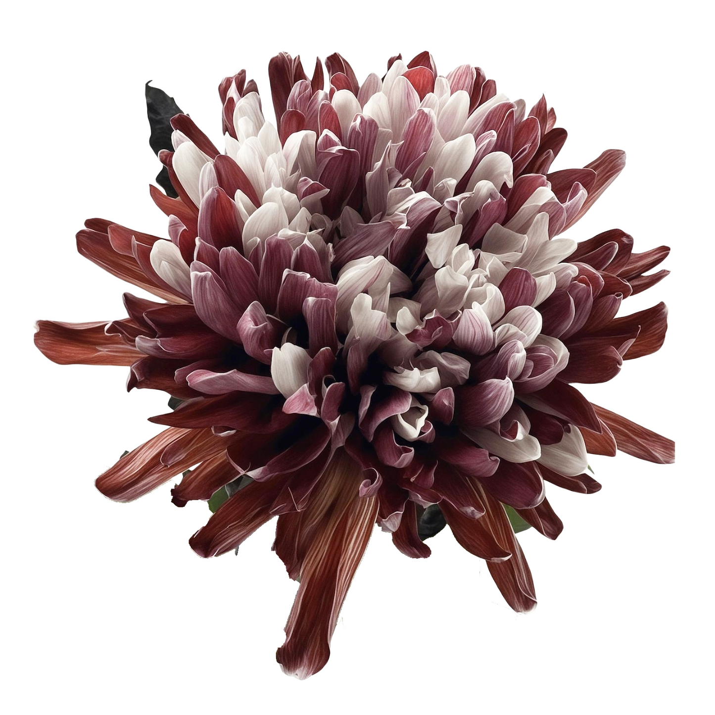 Chrysanthemum Single Painted Antonov Brown Per Stem