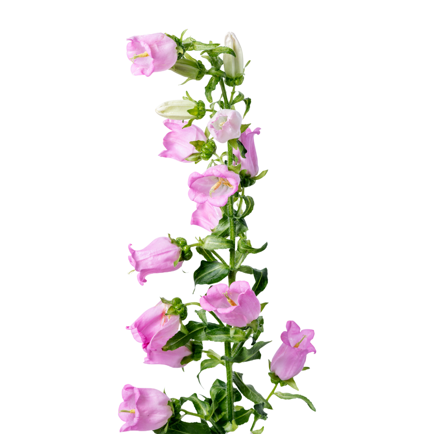 Campanula Pink Per Stem