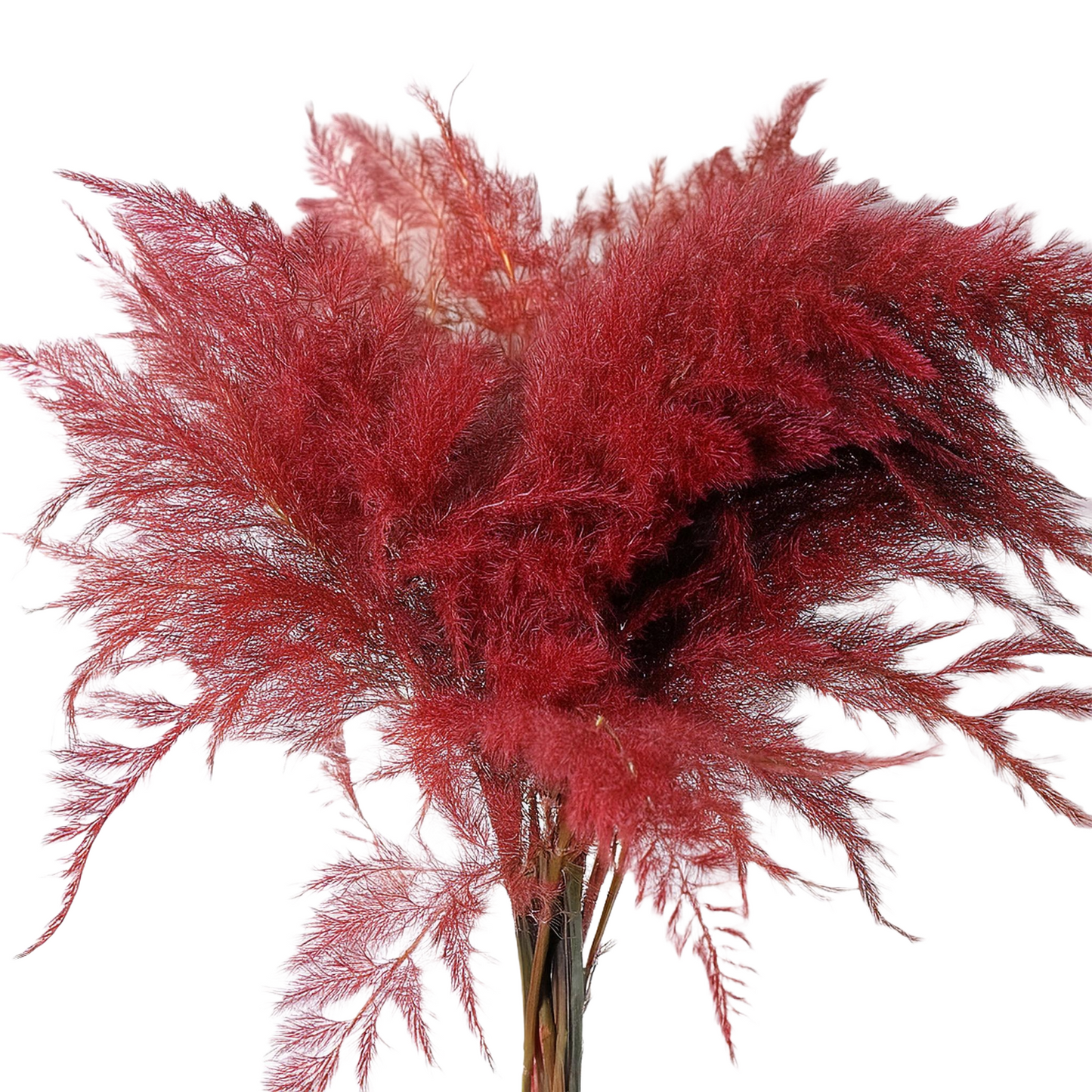 Asparagus Fern Dyed Red Per Stem