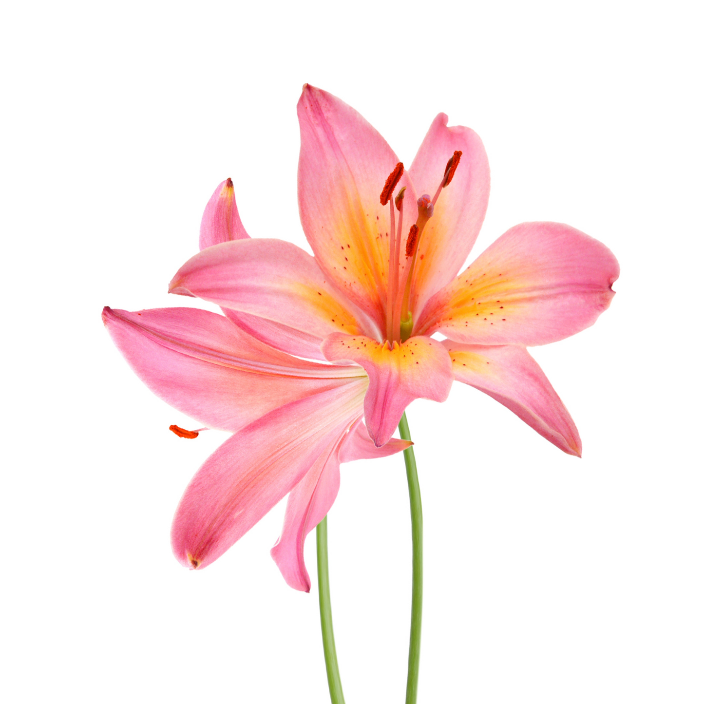 Lily Oriental Pink Per Stem