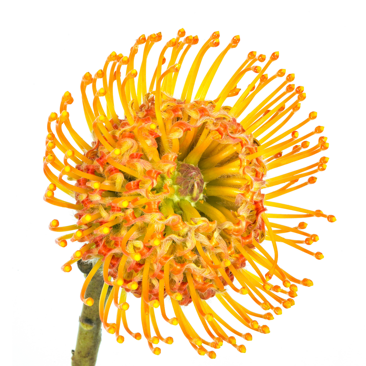 Leucospermum Orange Per Stem