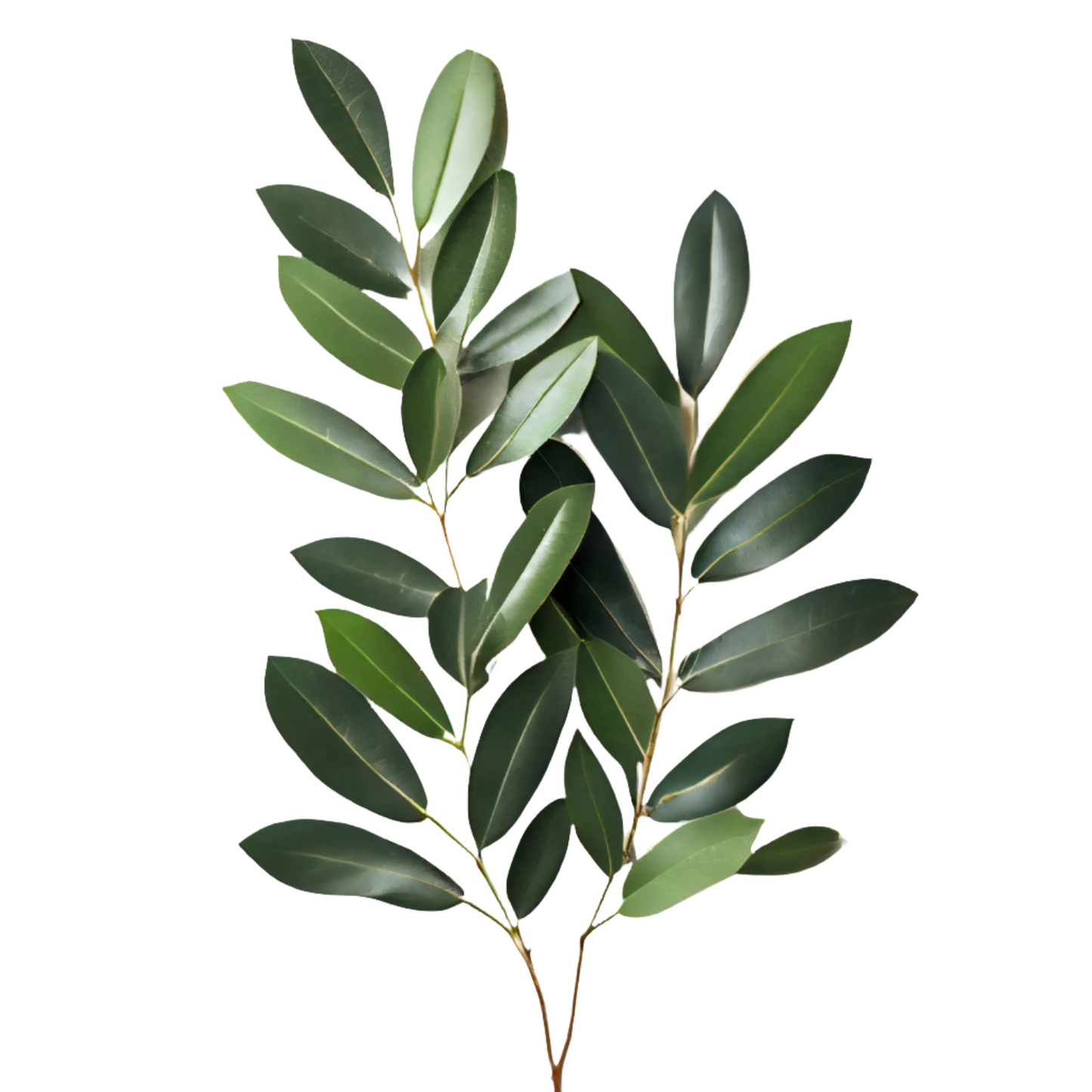 Italian Ruscus Per Stem
